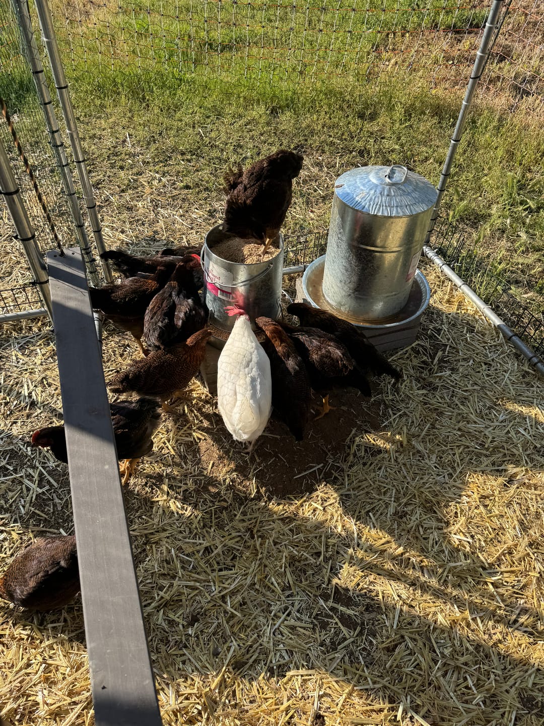 Customer photo review of Complete Guide to Healthy Chickens and Better Eggs (Digital Guide)
