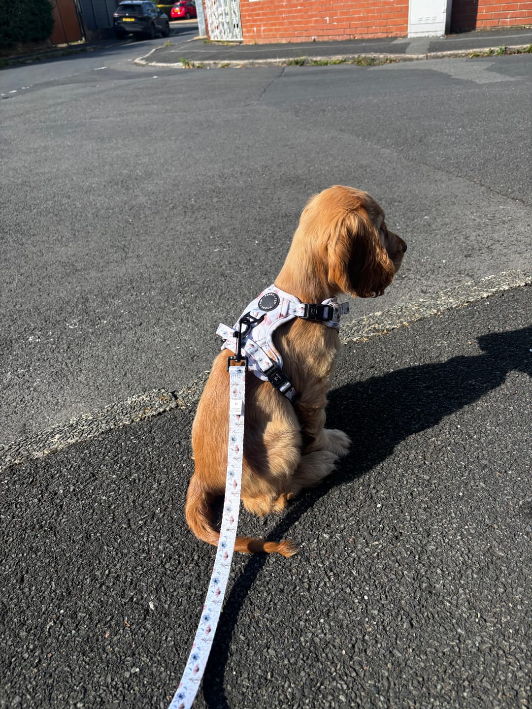 Customer photo review of 3-Click Tough Step-in Dog + Puppy Harness | Pressed Petal