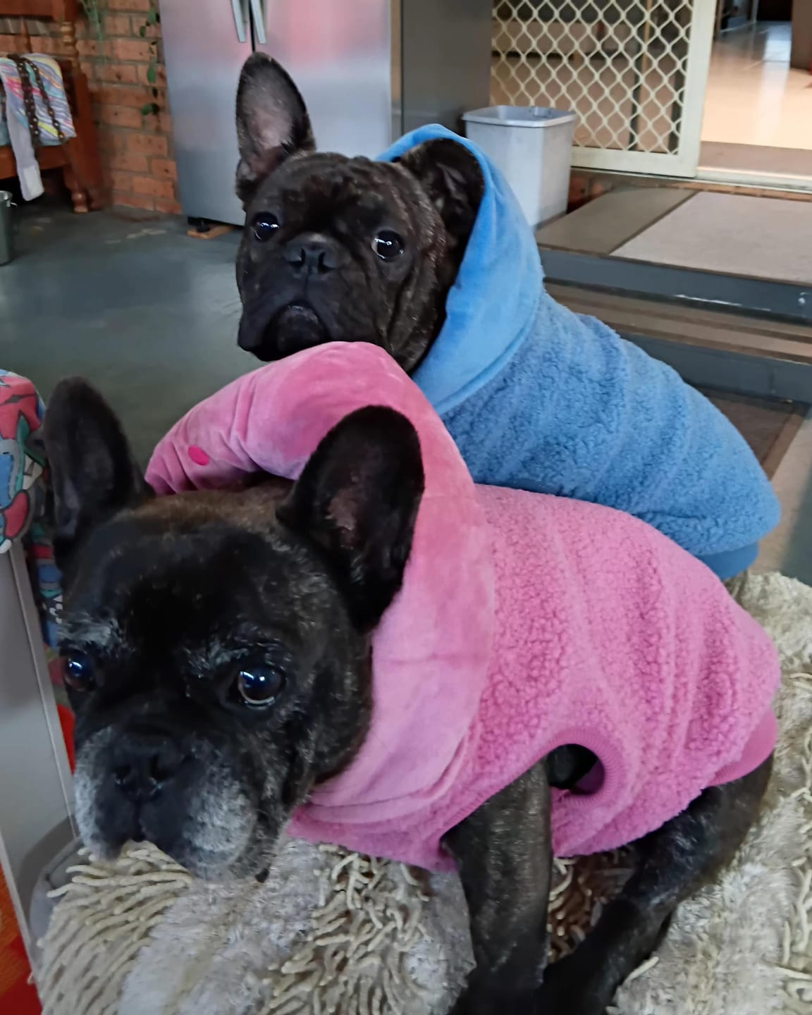 Customer photo review of Teddy Sherpa Fleece Dog Jacket - Brown