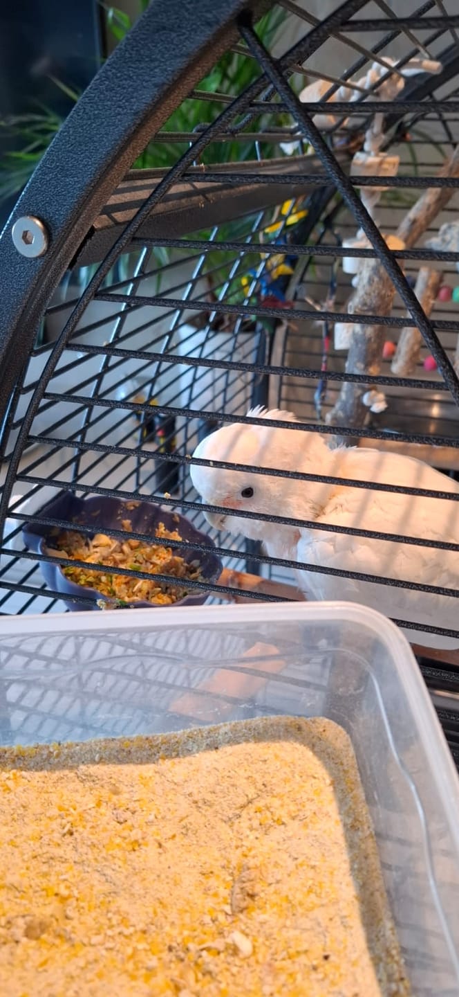 Customer photo review of Pro Start Nature Blend (Supplement Feed for Birds & Poultry)
