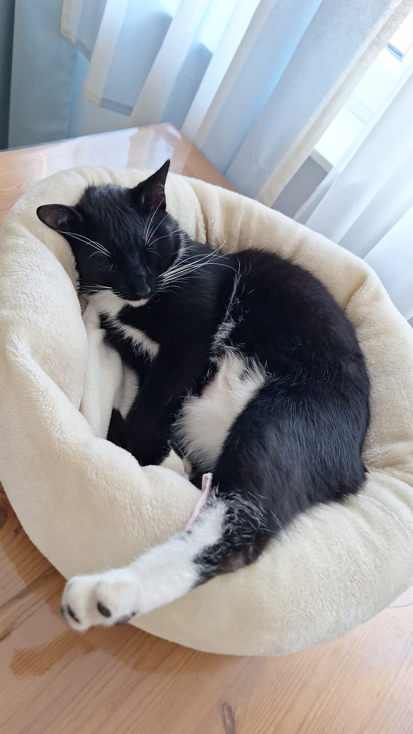 Customer photo review of Wurmtest Pro Katze
