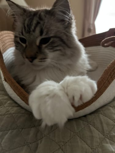 Customer's cat sitting inside the brown and white Instinct Basket, close-up of fluffy paws.