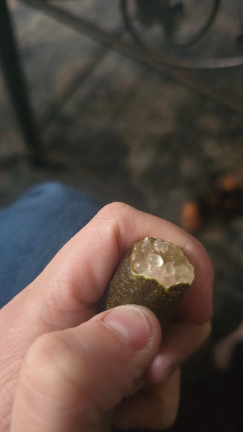 Customer photo review of Caviar Lime (Finger Lime)