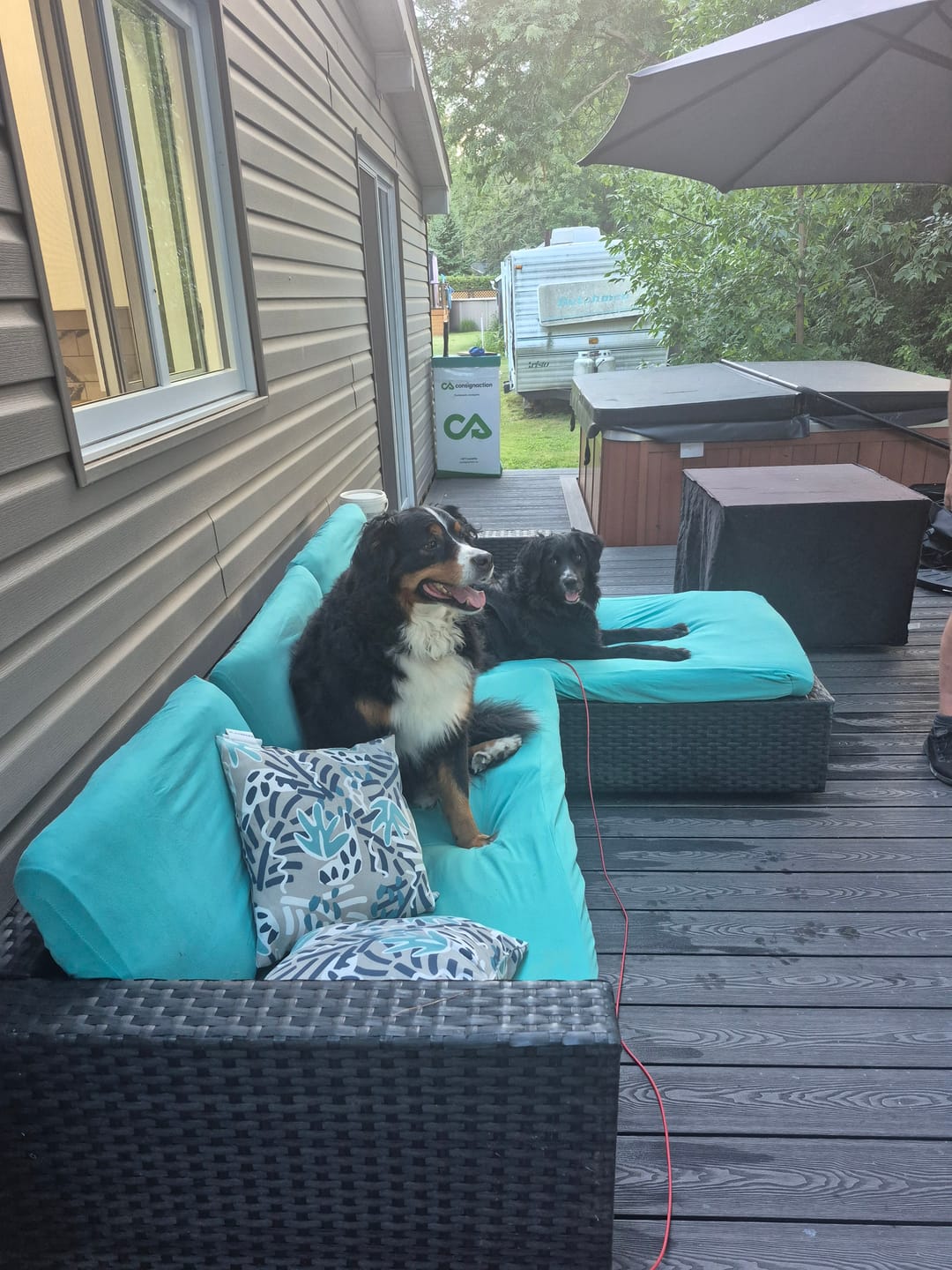 Customer photo review of Horizon Taiga - Nourriture pour chien économique 35 lbs
