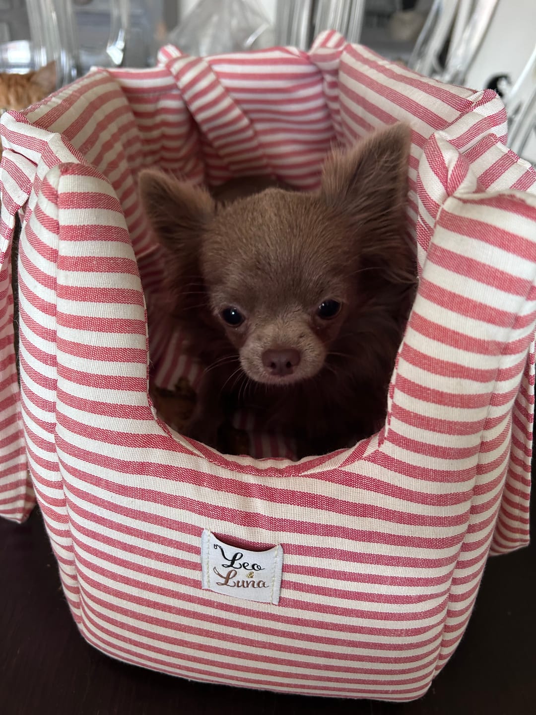 Customer photo review of Borsa Trasportino Cane Righe Strette Rosso | Made in Italy — Leo e Luna