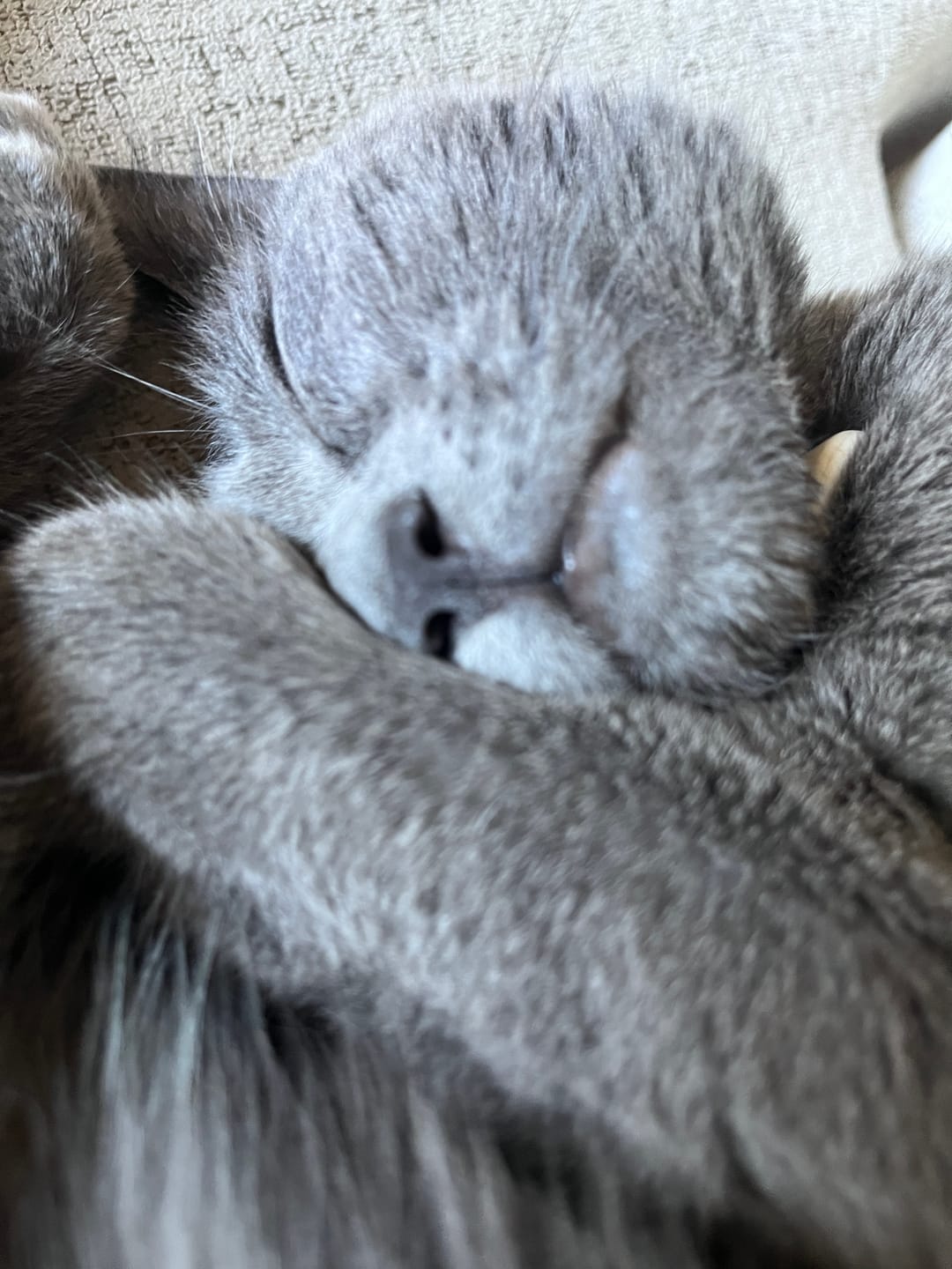 Customer photo review of Michu Natural Clumping Tofu Cat Litter 5.5lb/88oz