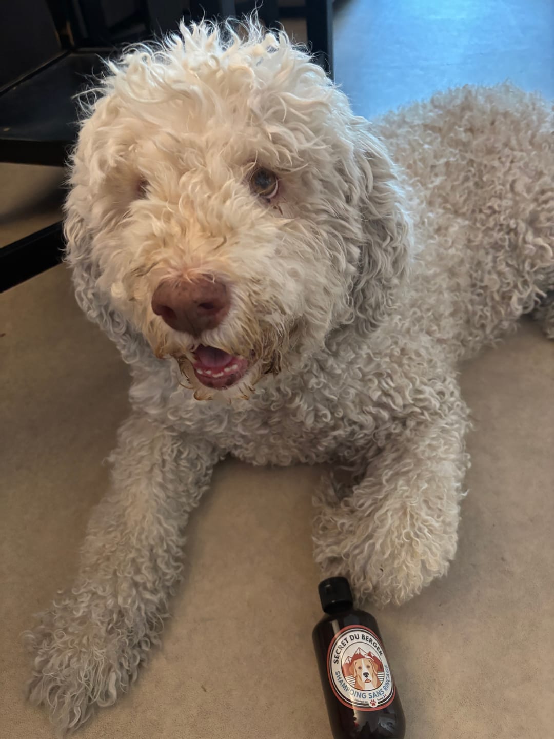 Customer photo review of Shampoing Sans Rinçage - Apaisant pour chien 🏔️