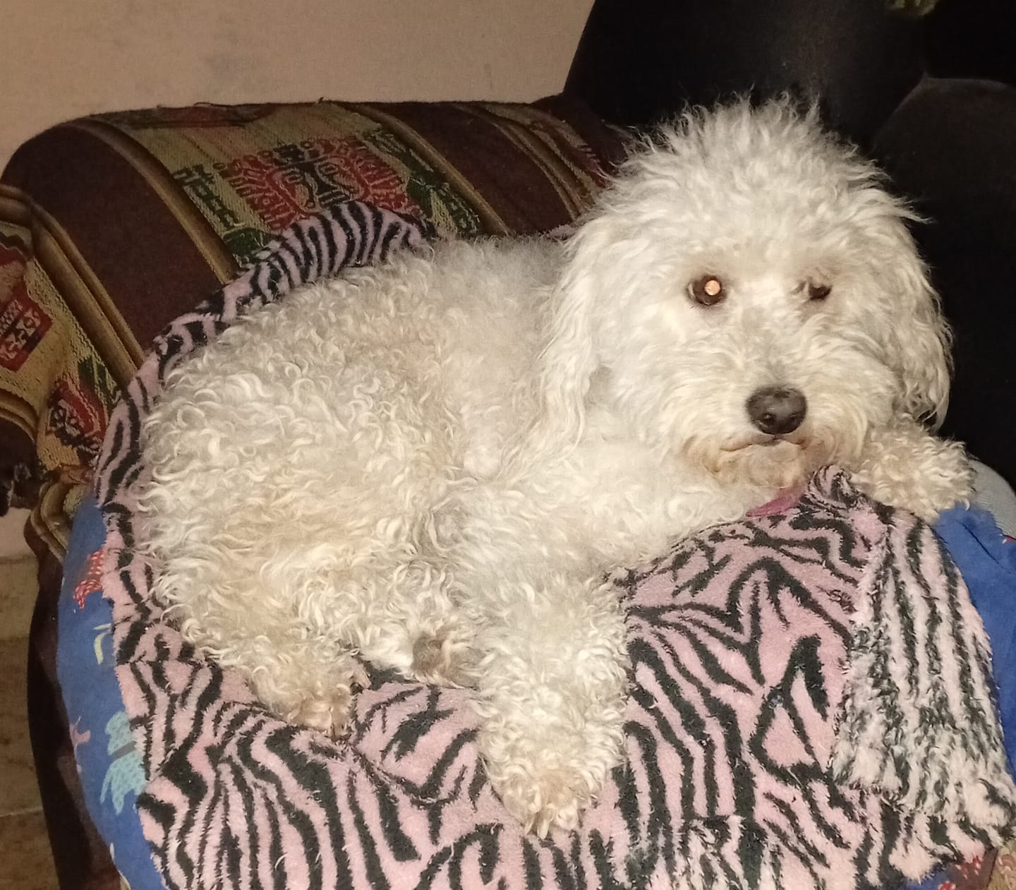 Customer photo review of Probioticos para perros