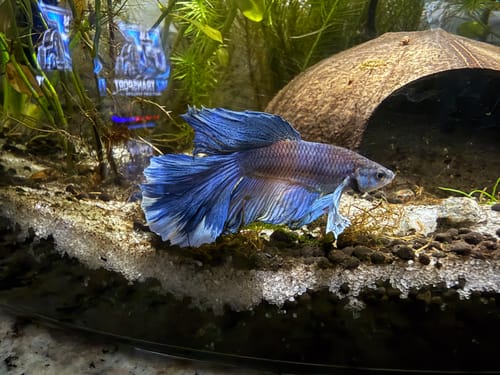 Customer's royal blue Dumbo Halfmoon Betta fish swimming in a planted aquarium with a coconut cave.