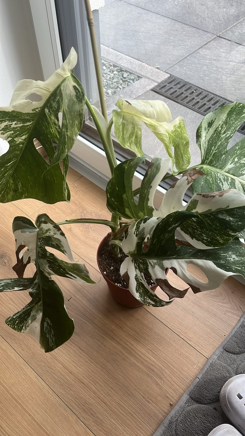 Customer photo review of Monstera Deliciosa Variegata