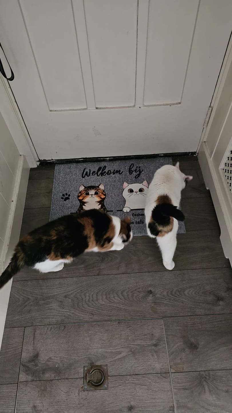 Customer photo review of Welkom bij nieuwsgierige katten - Gepersonaliseerde deurmat