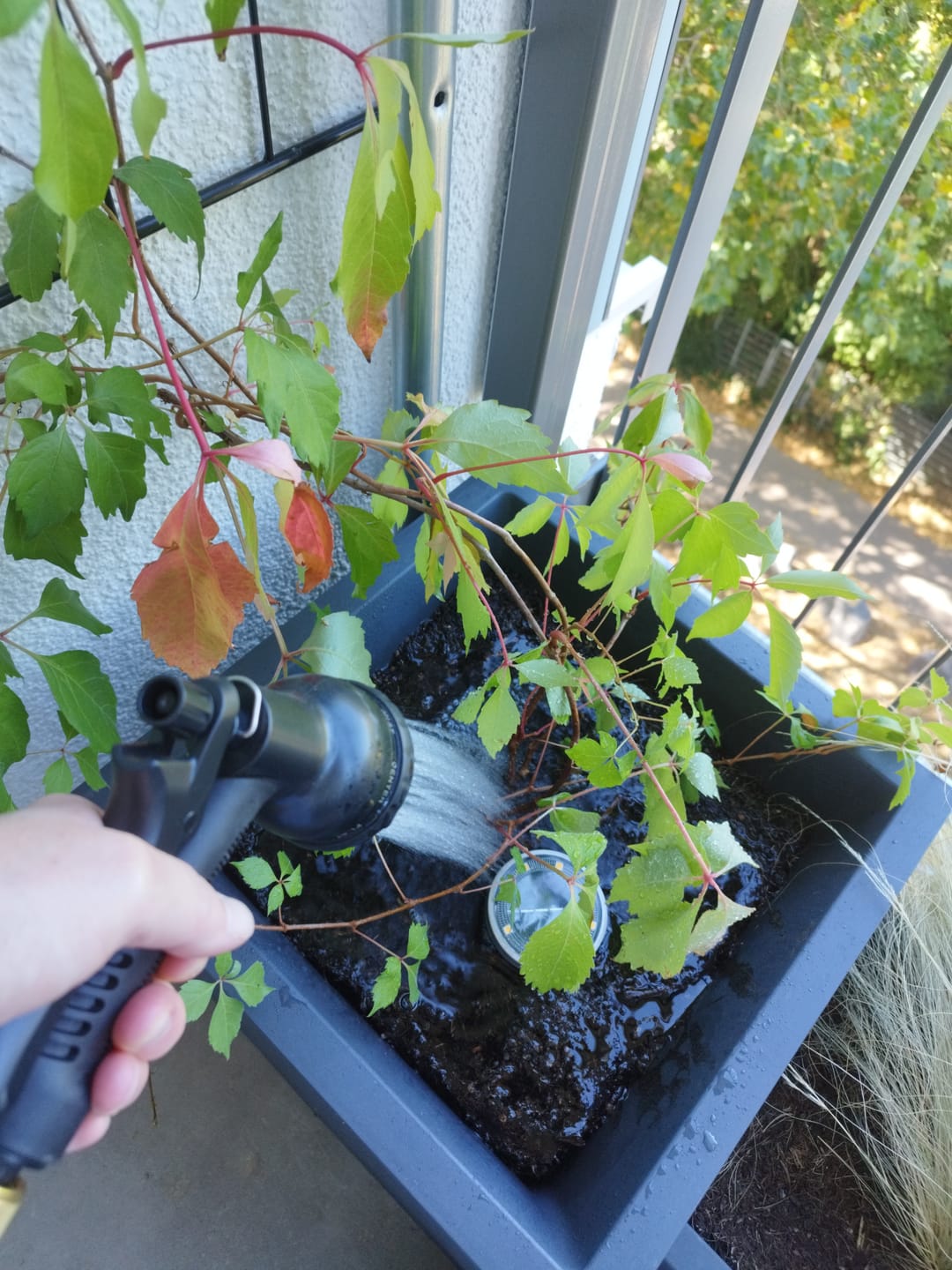 Customer photo review of AquaFlex Pro – Der flexible Gartenschlauch mit 7 Sprühfunktionen