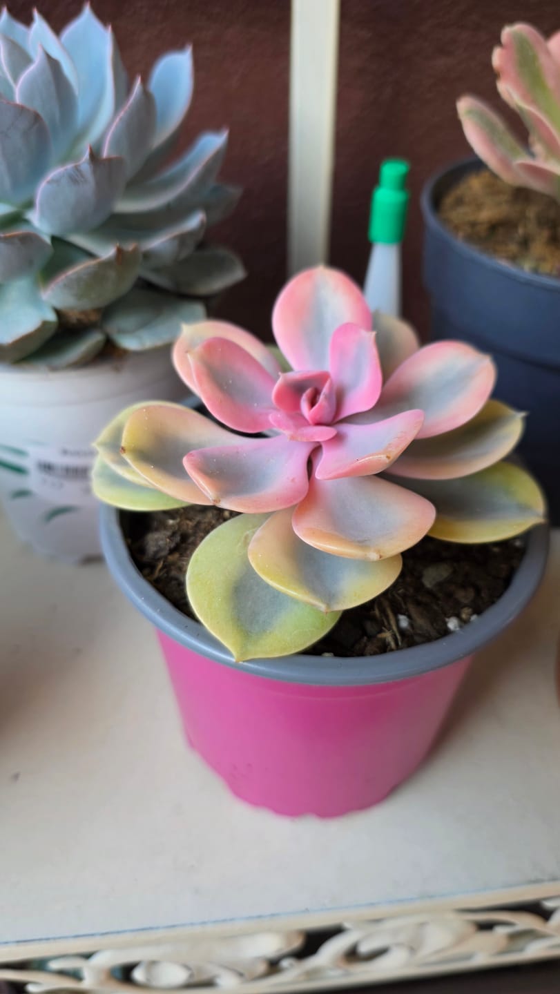 Customer photo review of Echeveria Rainbow