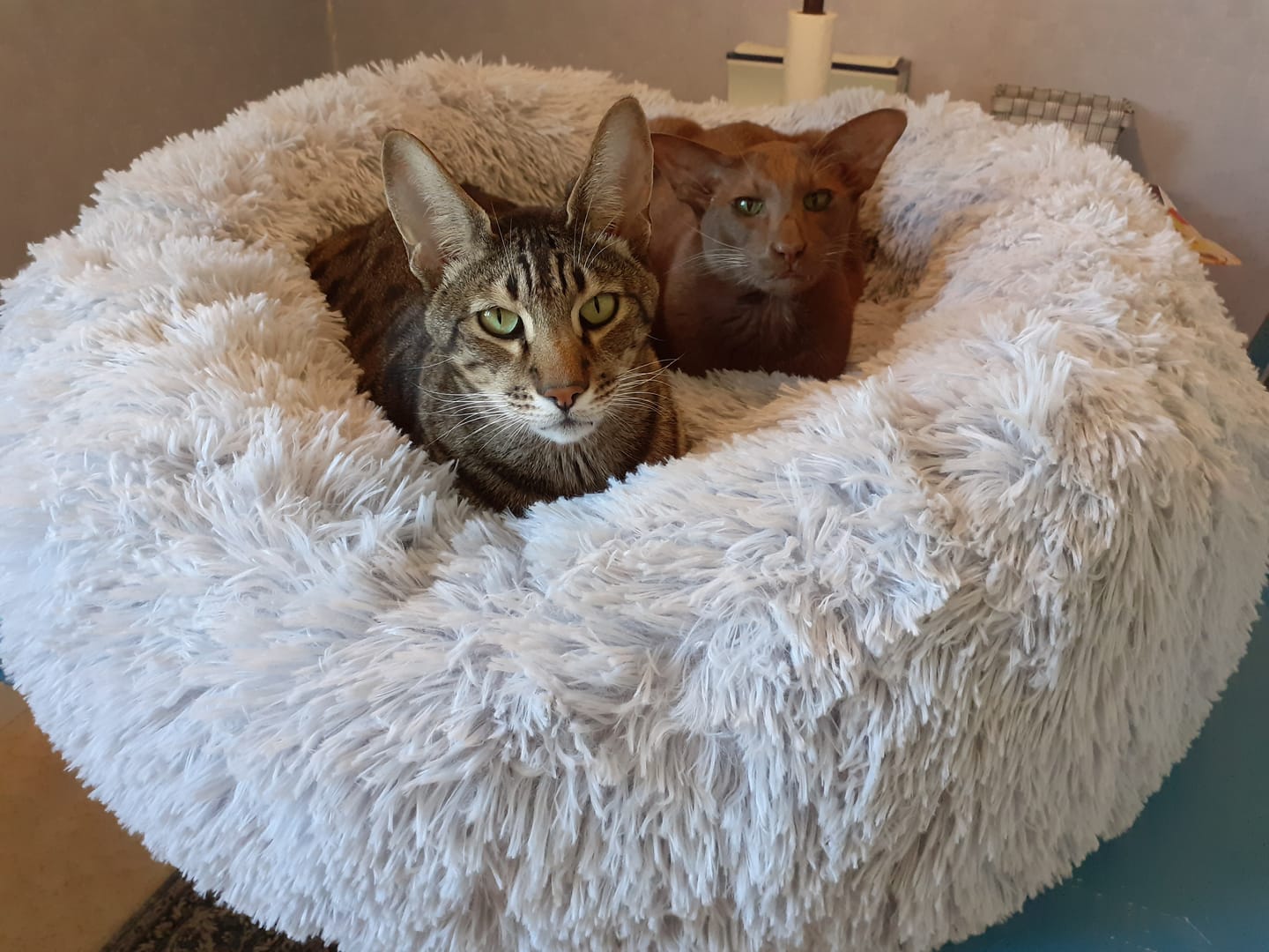 Customer photo review of CalmBed - Motverkar stress & hjälper mot ångest