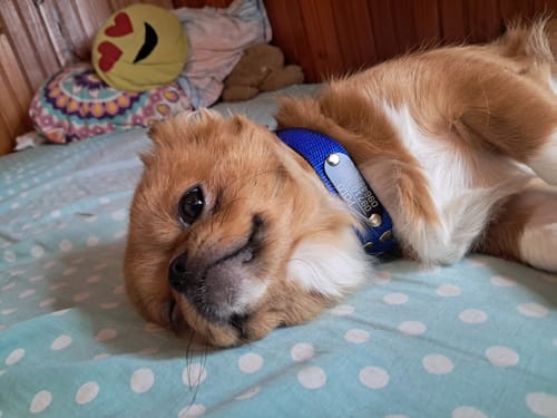 Customer photo review of Collar Remachado Básico (Perro)