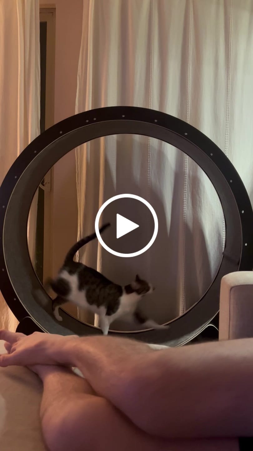 Customer video review of Nordic Beast Cat Wheel — Built for Large, High Energy Indoor Cats