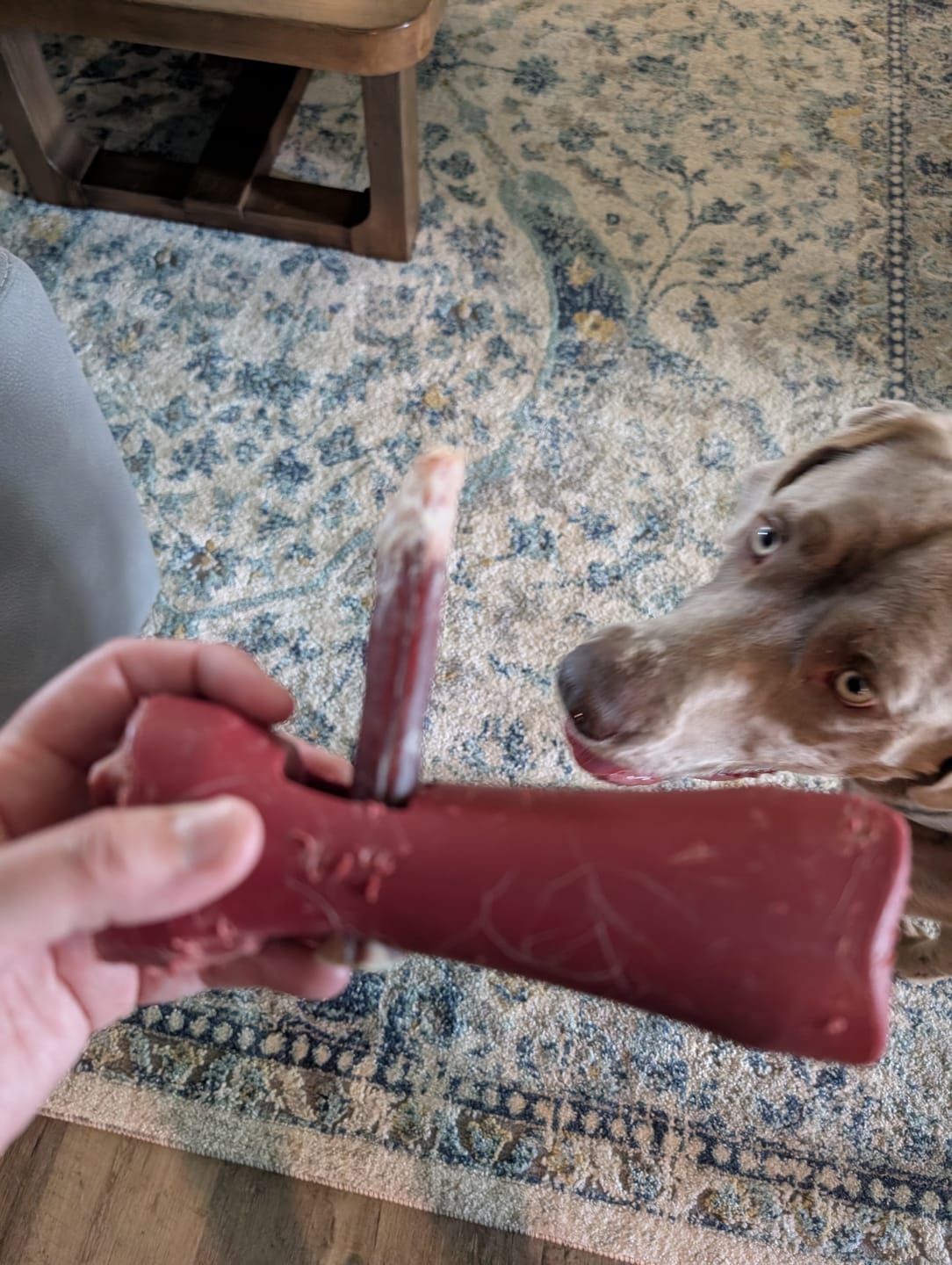 Customer photo review of 12 Inch Monster Bully Stick
