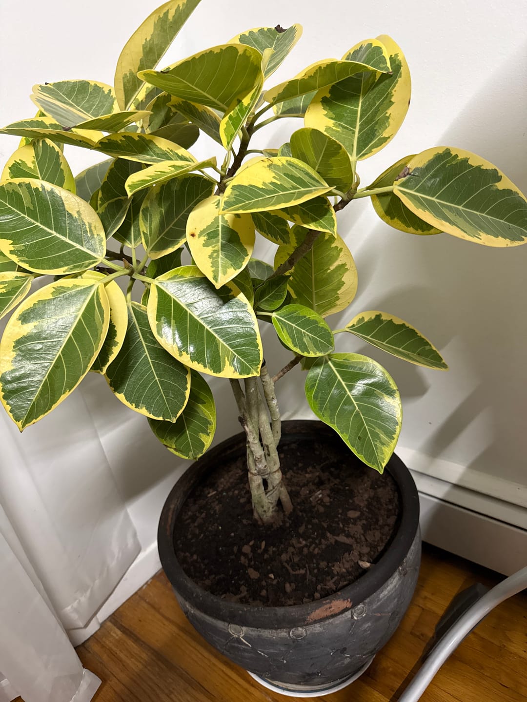 Customer photo review of Braided Ficus Altissima Tree Form, Variegated Yellow Gem Rubber Tree