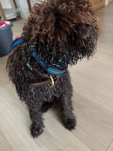 Customer's Lagotto dog wearing the blue and black PuppySafe dressage collar while sitting.