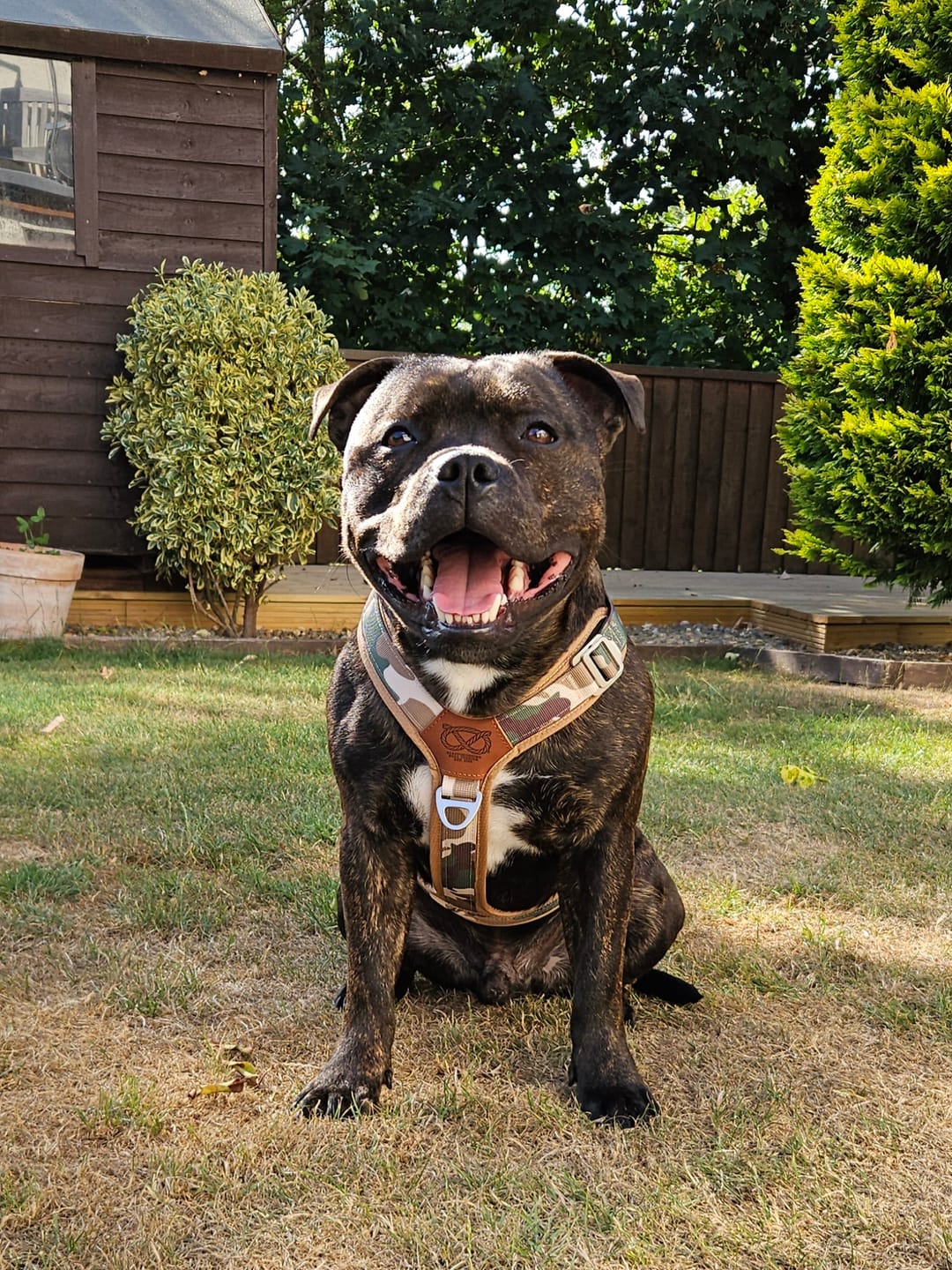Customer photo review of Staffordshire Bull Terrier 1935® Harness & Leash Set - Sand Camo