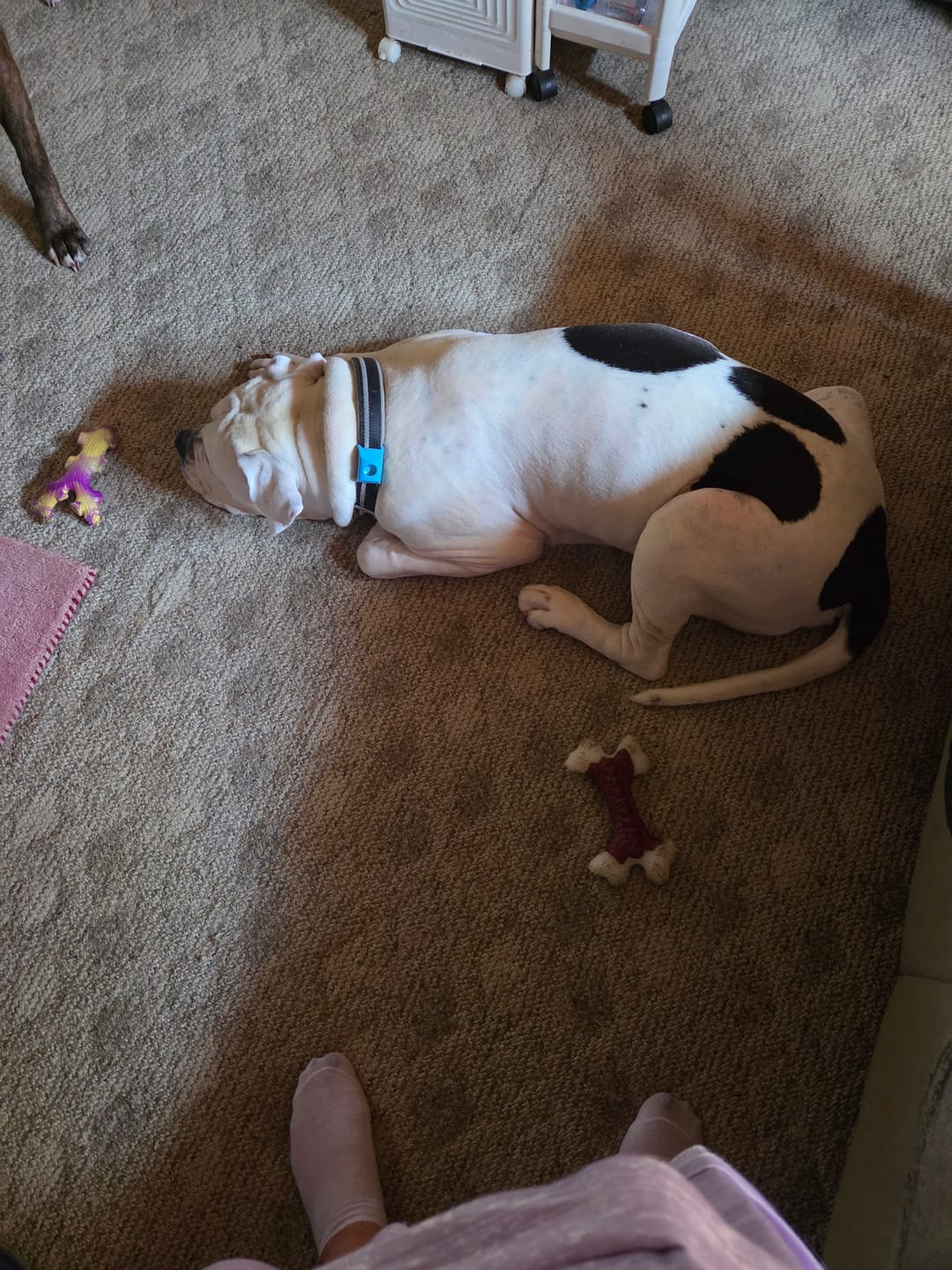 Customer photo review of FurLife™ - 12 Months All Natural Flea and Tick Tags for Dogs