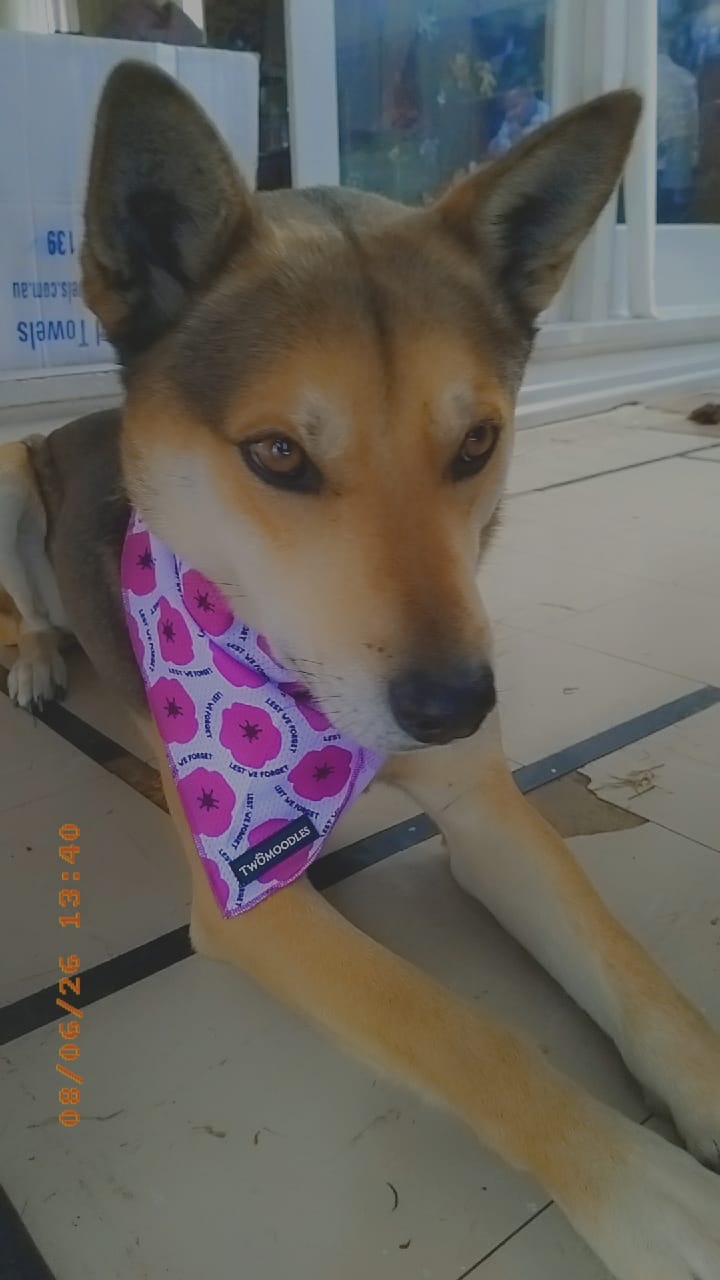 Customer photo review of BANDANA - PURPLE POPPY "LEST WE FORGET"