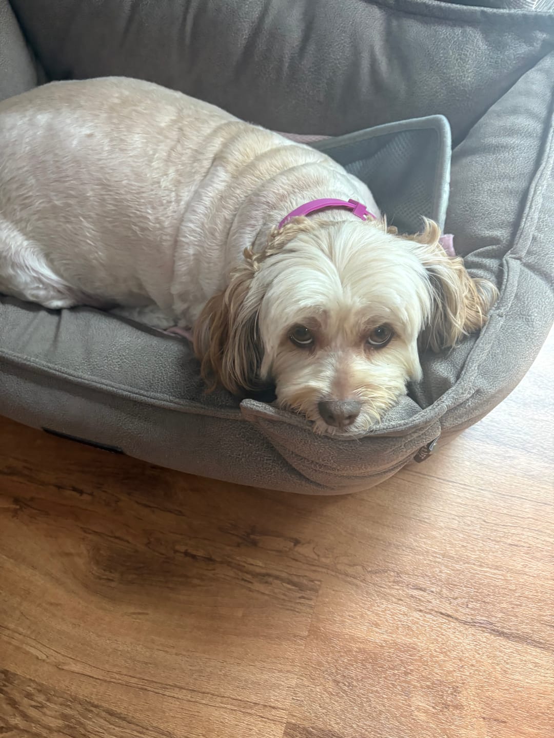 Customer photo review of FurLife™ - 8 Months All Natural Flea and Tick Collar for Dogs