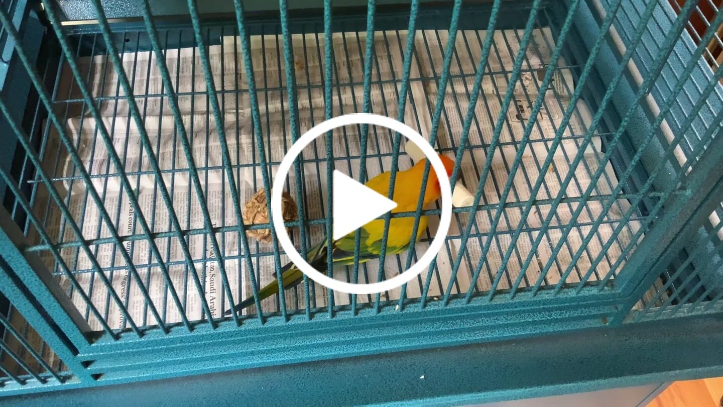 Customer video review of EXTRA WEEKEND SALE! 1288 Pk6 Natural Sola Sticks without Bark