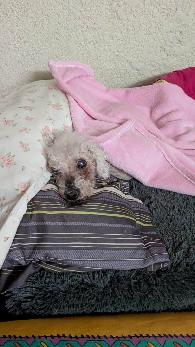 Customer photo review of Manta Relajante para Mascotas