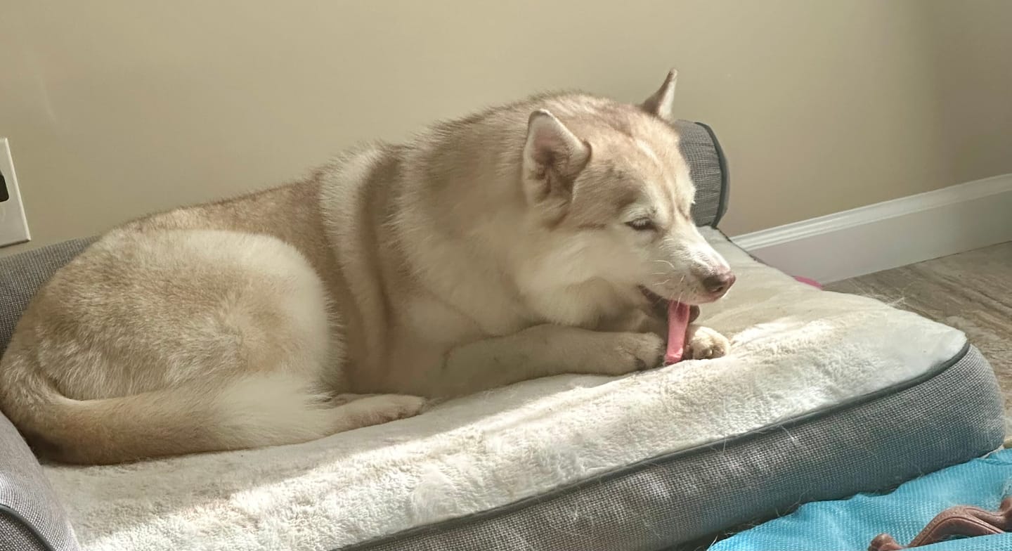 Customer photo review of America250 Freedom Pack — 3 All-Natural Flavored Yak Chews | Limited Edition