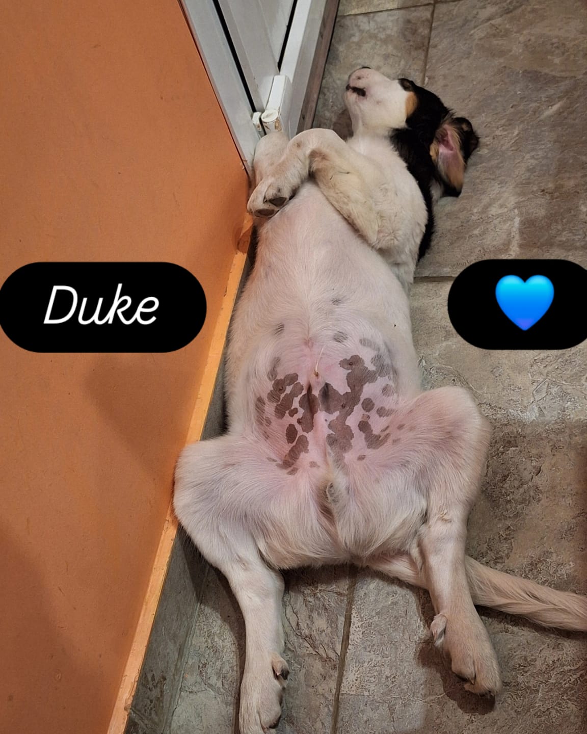 Customer photo review of Probioticos para perros