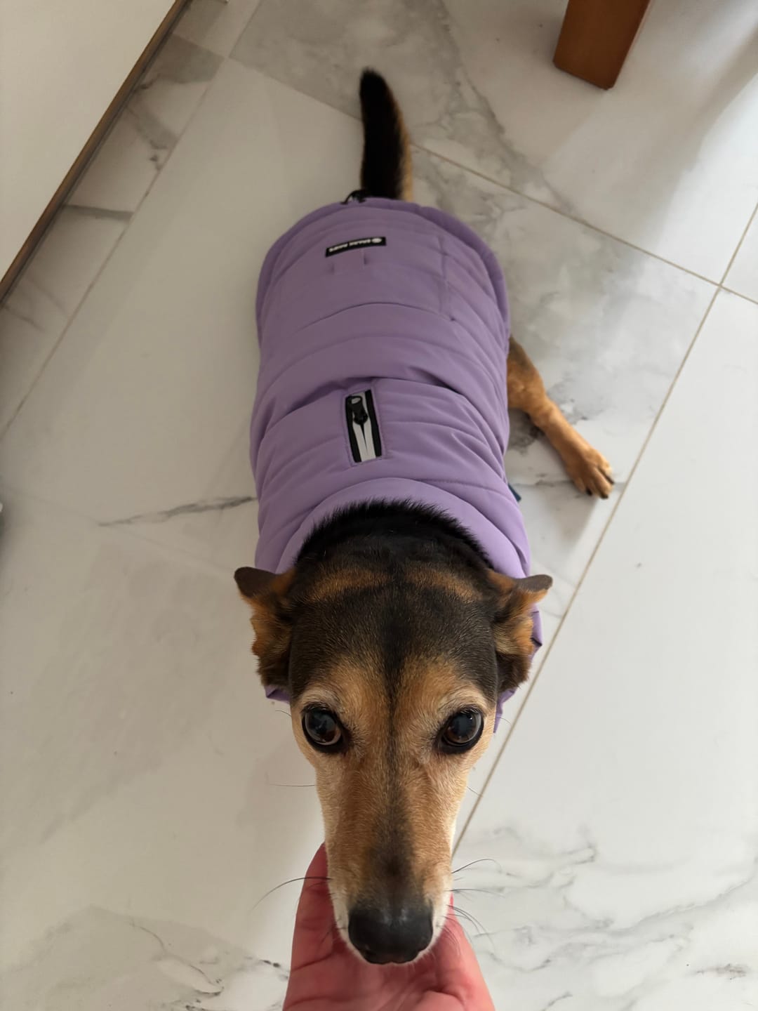 Customer photo review of WarmShield Water-Resistant Jacket - Lilac