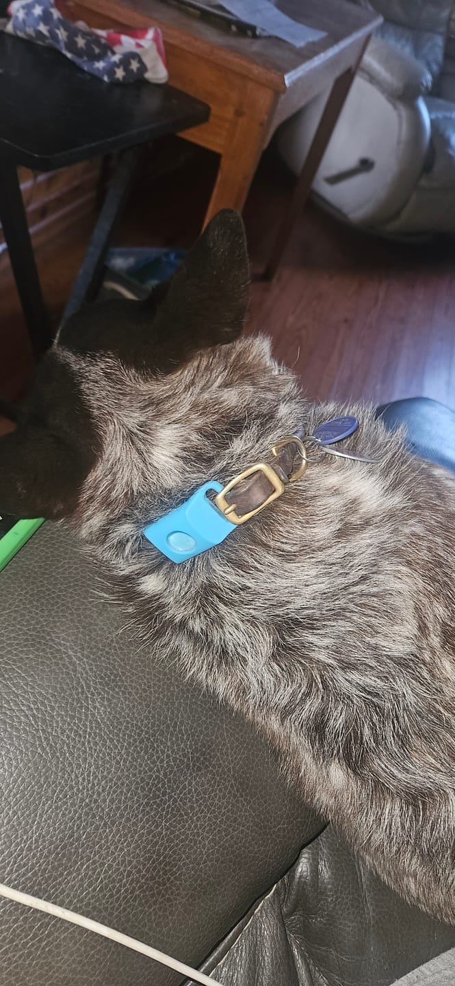 Customer photo review of FurLife™ 12 Months Flea and Tick Free