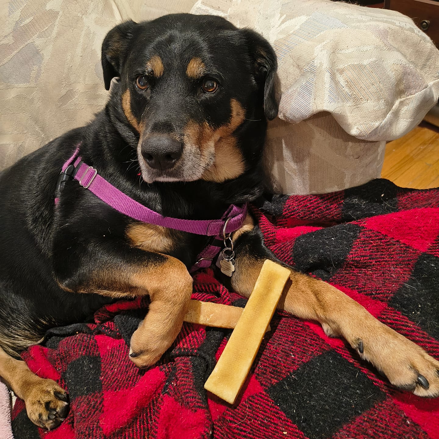 Customer photo review of Himalayan Yak Chew (MEGA)