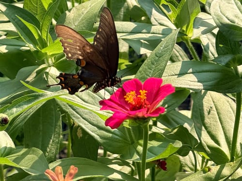 Photo from Trey M.'s garden