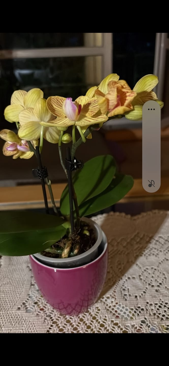 Customer photo review of Table Dance Lima mit gelb-gestreiften Blüten und 2 Rispen