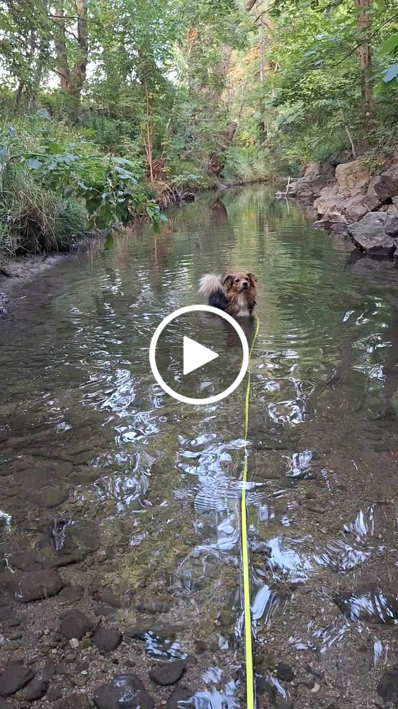 Customer video review of Wurmtest Pro Hund