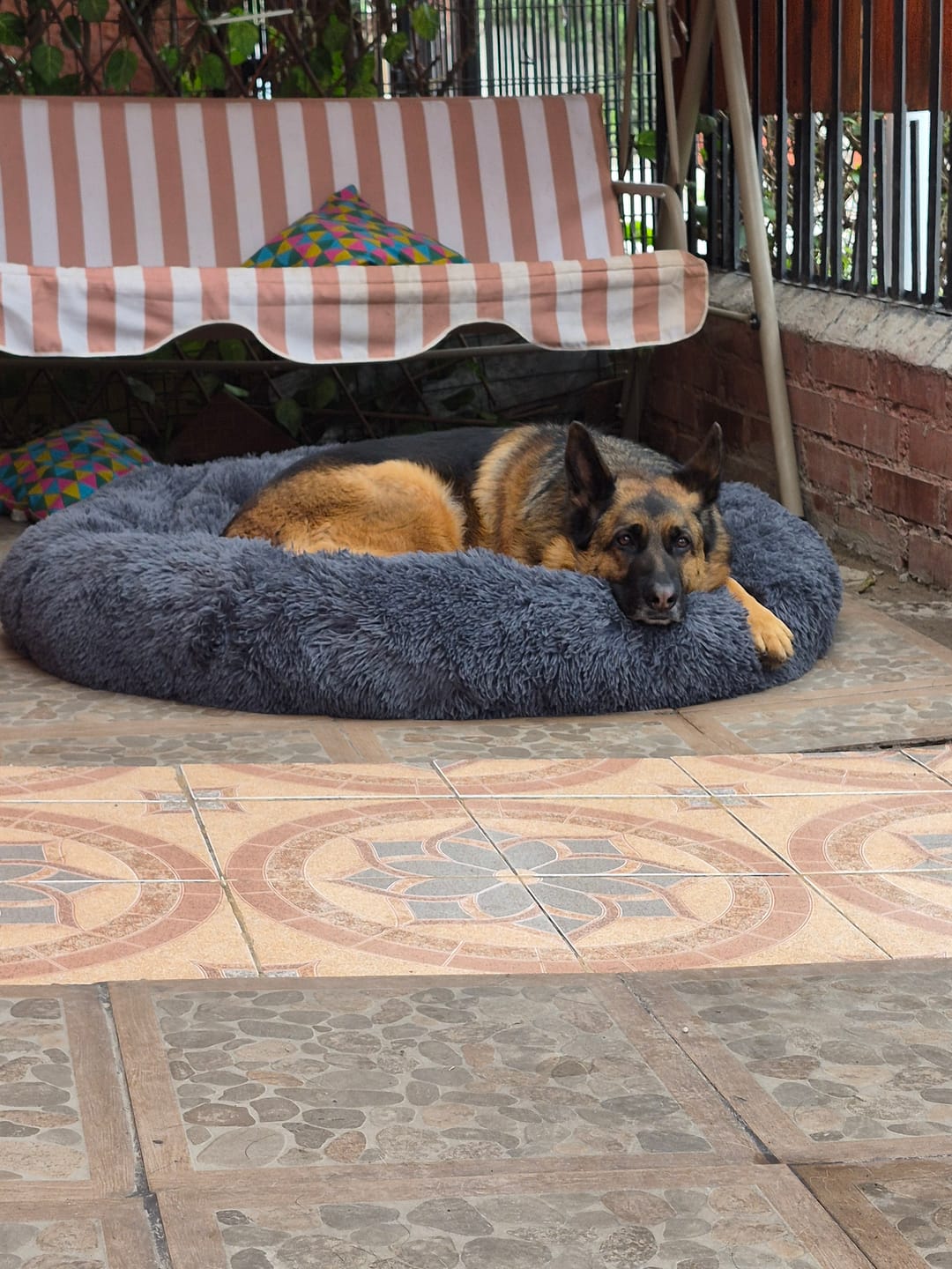 Customer photo review of Cama Anti-Estrés THE DOGS — Menos ansiedad, más descanso