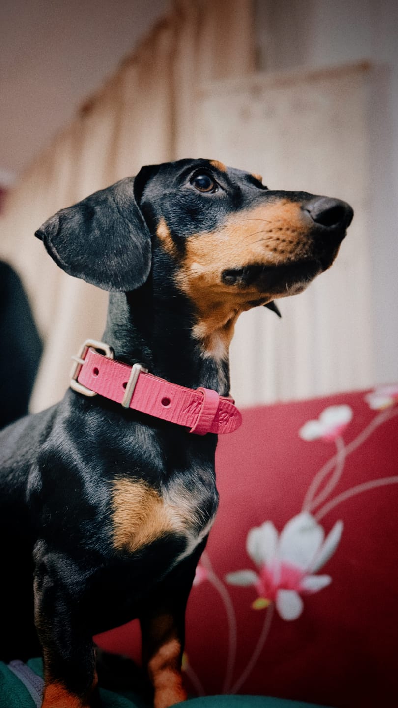 Customer photo review of Collar Lassie Fucsia Corrugado/Fucsia Corrugado B6