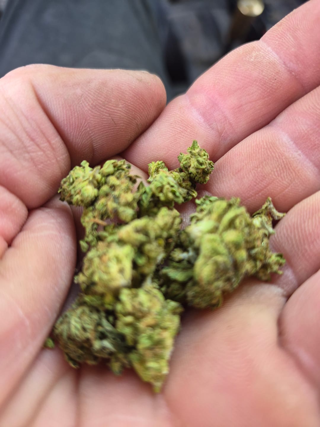 Customer photo review of Green Crack - Minis - 14 Grams - Sativa
