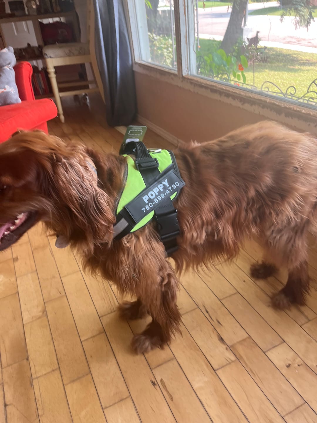 Customer photo review of Dogshood ™ Easy On