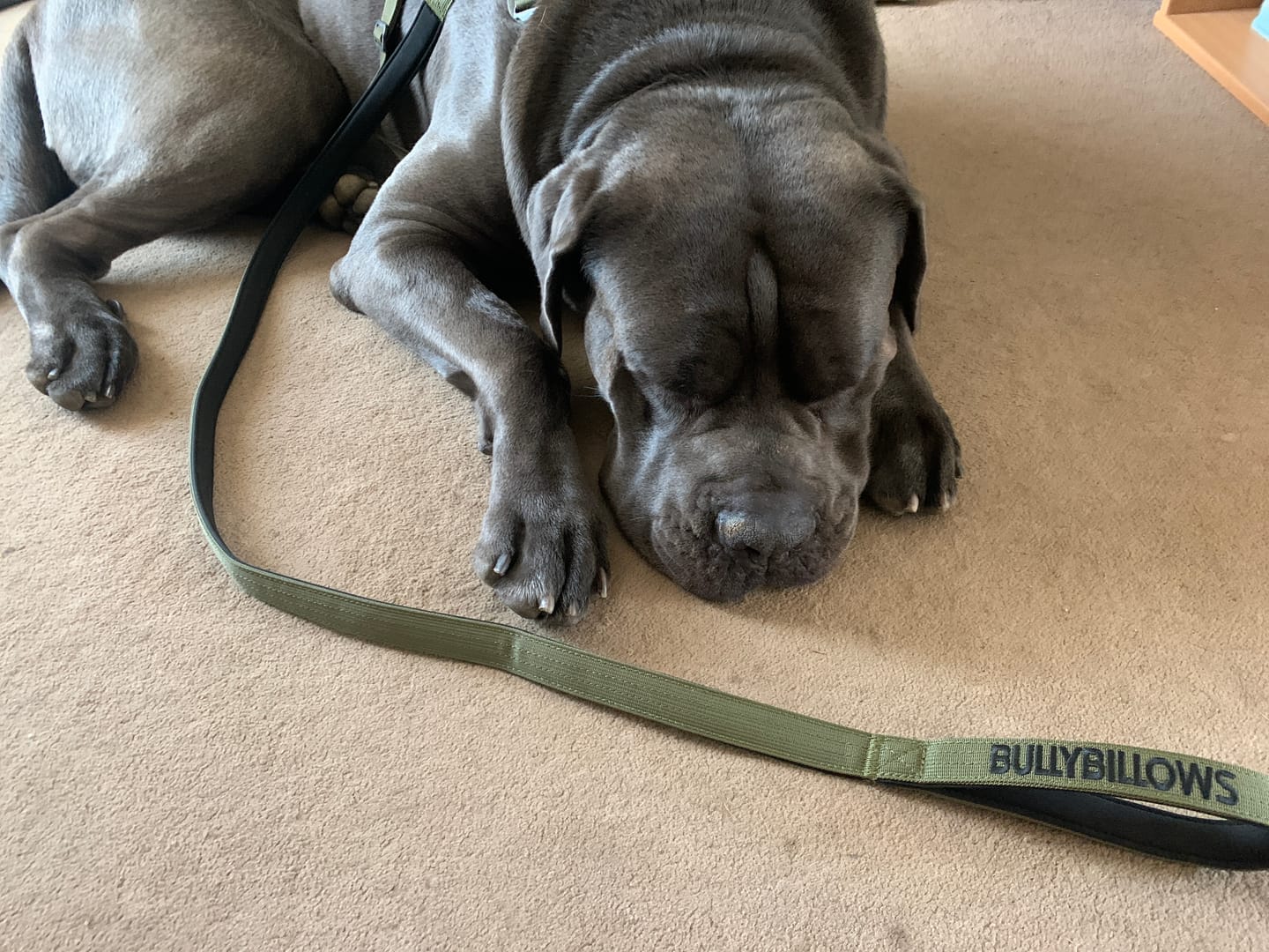 Customer photo review of 1.4m Swivel Combat Lead | Anti-Tangle & Secure Clip - Khaki