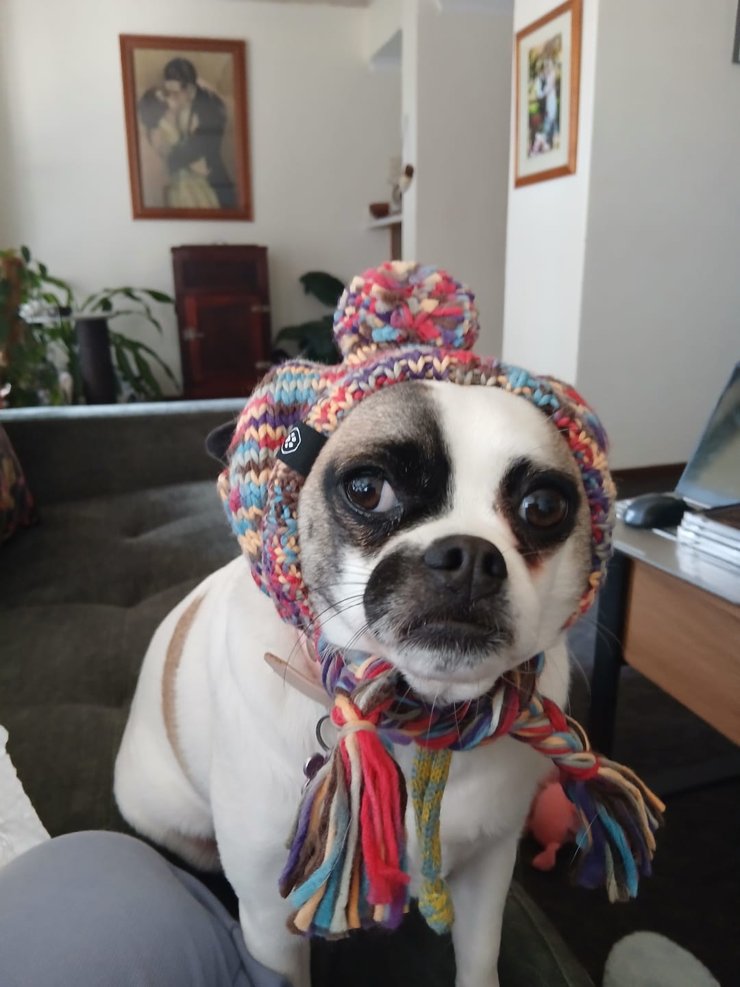 Customer photo review of Knit Pom Pom Dog Beanie Hats