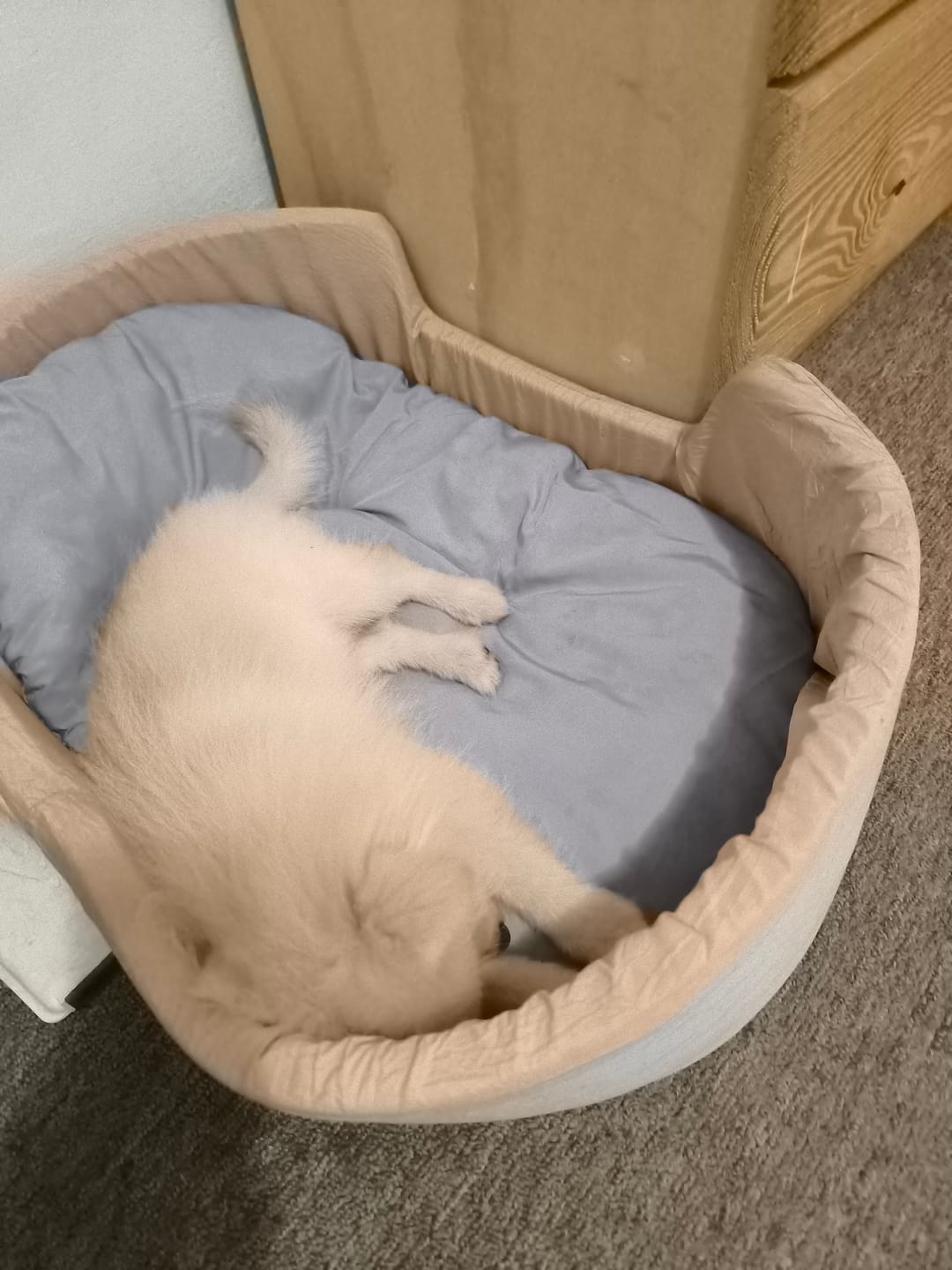 Customer photo review of CT3231 1 Pieza De Cama Desmontable Para Mascota