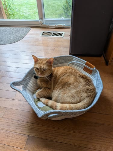 Customer's orange tabby cat resting in the gray and white Instinct Basket on a wooden floor.
