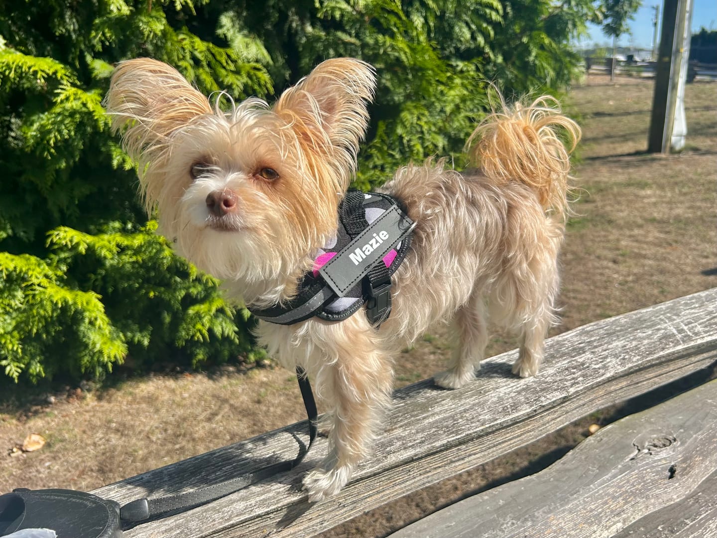 Customer photo review of Dogshood ™ Easy On