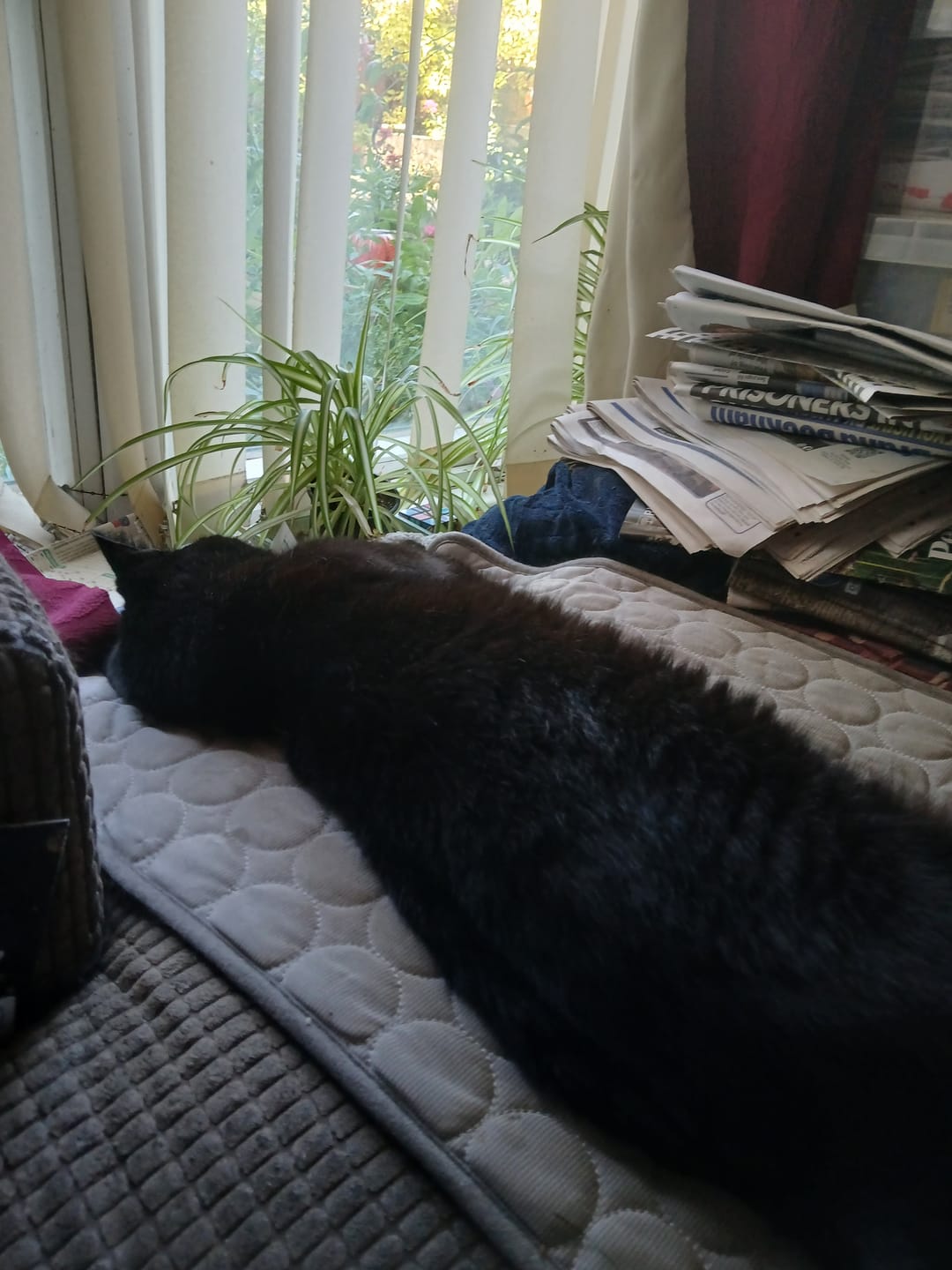 Customer photo review of The Ultimate Cooling Pet Mat