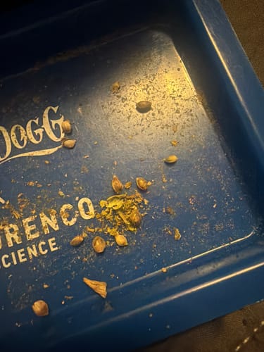Chem Dawg - 28 Grams - Hybrid photo review
