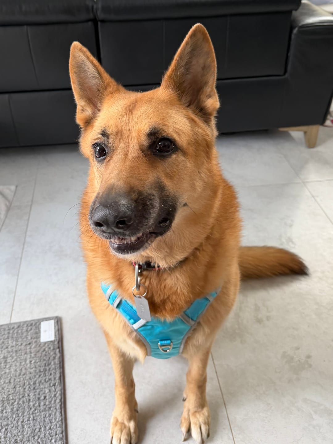 Customer photo review of Fur King Ultimate 1.5 Metre Dog Lead V2