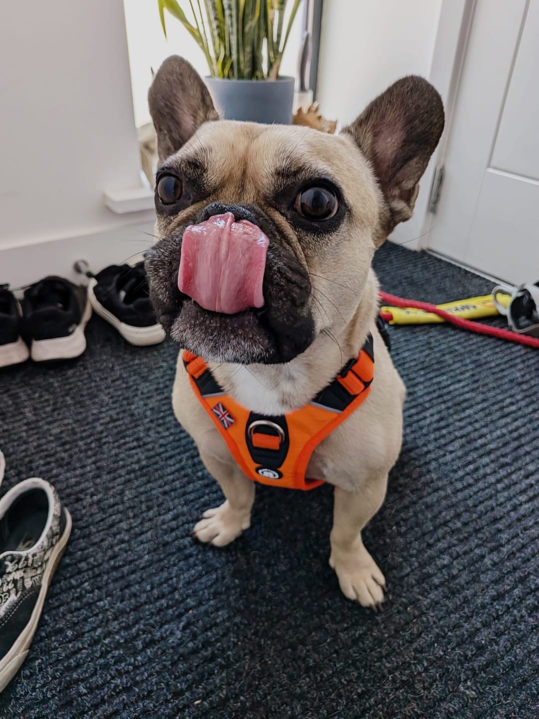 Customer photo review of Anti Pull Hurricane Harness Lighter | With Handle - Orange